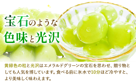 【2026年先行予約】ぶどう シャインマスカット 1房 たけまさぶどう園 《2026年9月上旬-10月中旬頃出荷》岡山県 浅口市 フルーツ デザート おやつ マスカット 果物 国産 岡山県産 くだもの 青果物 送料無料【配送不可地域あり】（離島）---124_c2006_9a10b_25_17000_1---st-p