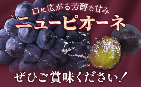 【2026年先行予約】ぶどう ニューピオーネ 1房(約600g前後) たけまさぶどう園 《2026年7月中旬-10月上旬頃出荷》岡山県 浅口市 送料無料 フルーツ 果物 岡山県産 青果物 お取り寄せフルーツ【配送不可地域あり】(離島)---124_c2010_7b10a_25_16000_1---st-p