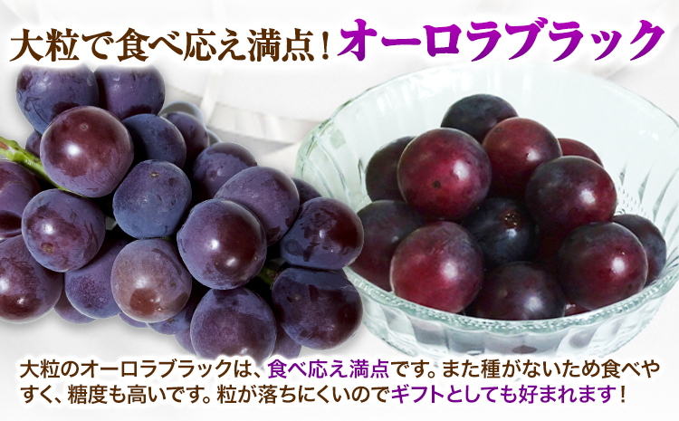 【2026年先行予約】 ぶどう 2kg ピオーネ オーロラブラック 岡山県産《2026年9月上旬-9月中旬頃出荷》ひらた農園  岡山県 浅口市 ぶどう 果物 ギフト---124_2002_9a9b_25_14500_2kg---st-p