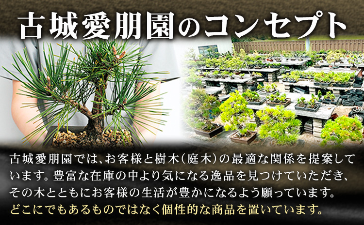 盆栽 錦松 1鉢 盆栽 古城愛朋園《90日以内に出荷予定(土日祝除く)》岡山県 浅口市 送料無料 盆栽---124_332_90d_23_17000_17---