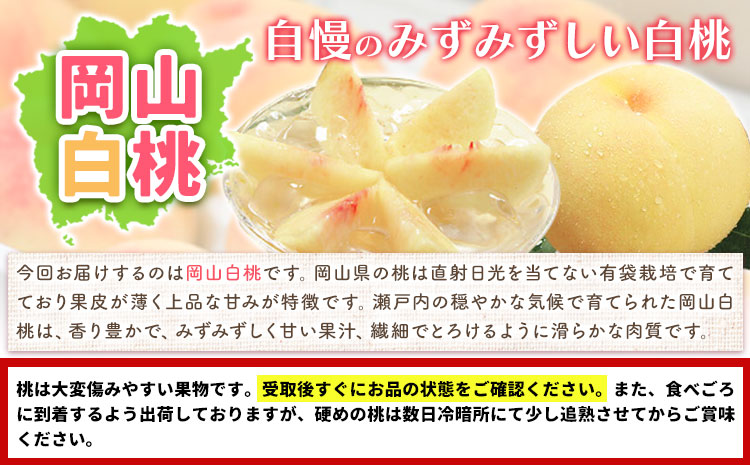 【2026年先行予約】桃 もも 岡山白桃 5～7玉 約1.5kg 夢白桃もしくは白麗 岡山県産 環山堂株式会社《2026年7月下旬-8月上旬頃出荷》【配送不可地域あり】（北海道・沖縄・離島）---124_c2264_7c8a_25_19500_30---