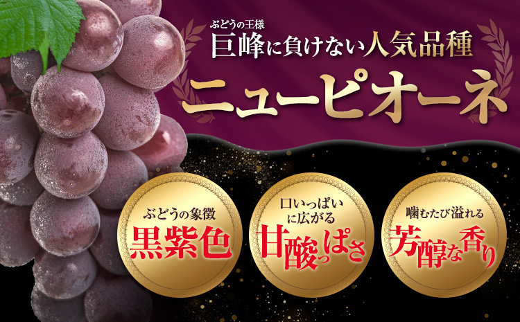 【先行予約】訳あり ニューピオーネ 約600g 1房 ブドウ 葡萄 果物 秋旬 訳あり 優品 厳選出荷 フルーツ デザート 岡山県 浅口市《8月下旬‐10月中旬頃出荷》ニューピオーネ---124_c3274_8c10b_25_8000_1p---