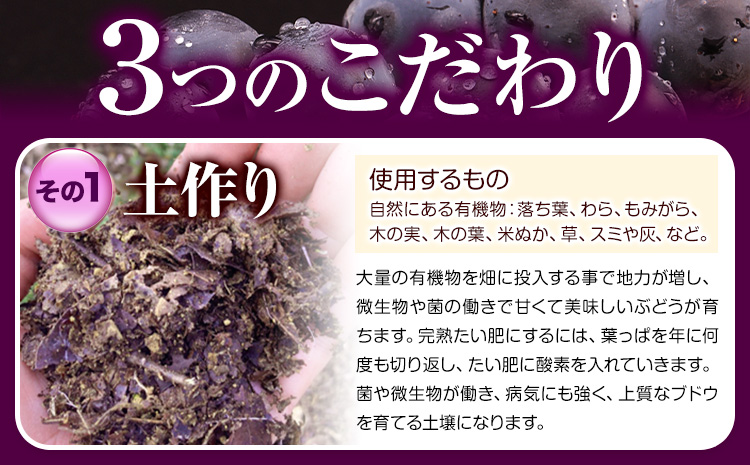 【先行予約】ぶどう ピオーネ ニューピオーネ 約2kg 3~4房 果物 スイーツ フルーツ デザート 葡萄 吉備高原の農園 幸屋 sachiya 岡山県 浅口市《9月上旬から９月中旬に発送予定(土日祝除く)》---124_2000_9a9b_25_17000_2kg---