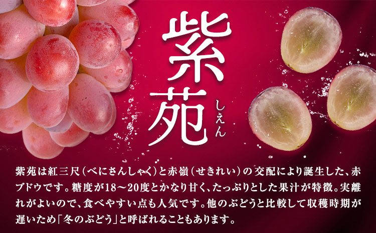 【先行予約】ぶどう紫苑 約 1.2kg 2房 【配送不可地域あり】（北海道・沖縄・離島） 株式会社藍《2026年11月上旬-12月上旬頃出荷》 岡山県 浅口市 岡山県産 ぶどう フルーツ 果物 くだもの しえん 赤ぶどう 送料無料---124_c3399_11a12a_25_19500_1200g---