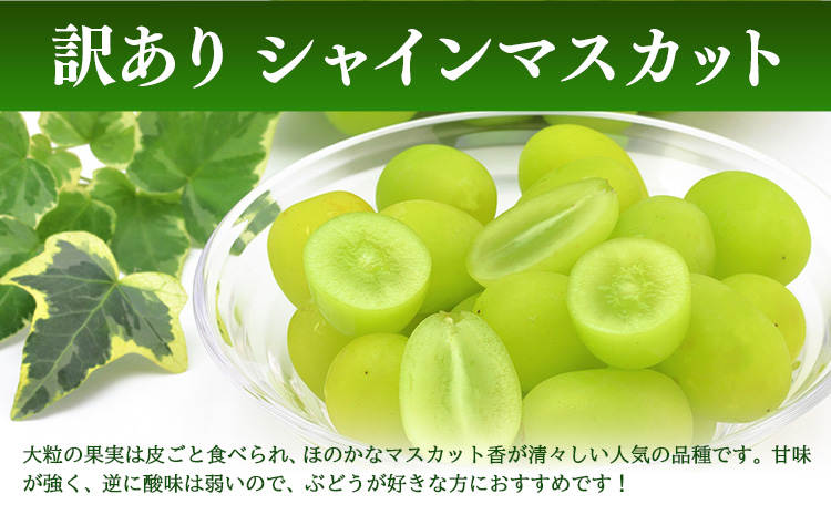 訳あり シャインマスカット 約1kg(1~3房) 株式会社日本植生グループ本社 NISSHOKU FARM《9月下旬-12月末頃出荷》葡萄 ブドウ ぶどう 浅口市 【配送不可地域あり】 (離島)---124_c3267_9c12m_25_13000_1kg---