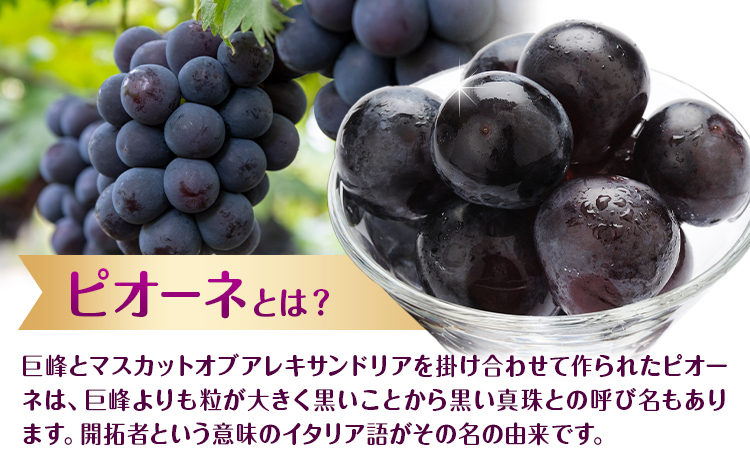 【先行予約】ぶどう ピオーネ 約2kg (3房～5房) もりおか農園《9月上旬-10月上旬頃出荷》岡山県 浅口市 送料無料 ぶどう フルーツ 果物 くだもの デザート おやつ【配送不可地域あり】---124_c2116_9a10a_25_18000_2kg---