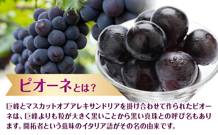 【先行予約】ぶどう ご家庭用 ピオーネ 約2kg (3房～5房) もりおか農園《9月上旬-10月上旬頃出荷》岡山県 浅口市 送料無料 ぶどう フルーツ 果物 くだもの デザート おやつ【配送不可地域あり】---124_c2117_9a10a_25_16000_2kg---