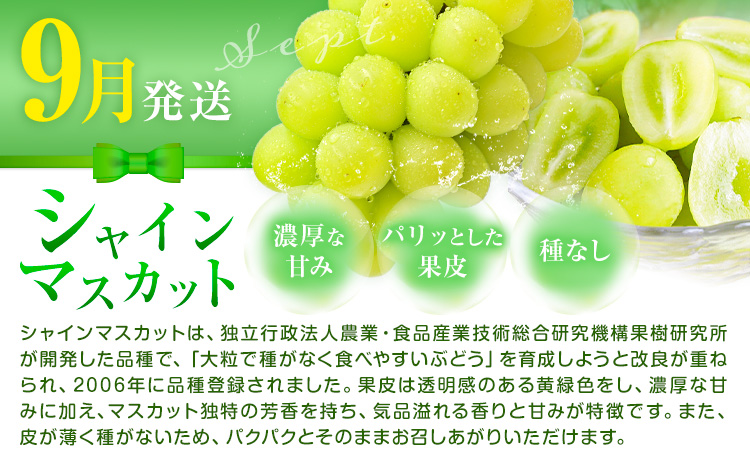 岡山県産 厳選 フルーツ 定期便 2回 シャインマスカット 新高梨 計4.2kg前後 株式会社藍《9月上旬-10月下旬頃出荷》 岡山県 浅口市 岡山県産 シャインマスカット 新高梨 梨 旬 フルーツ 果物 くだもの 送料無料 【配送不可地域あり】（北海道・沖縄・離島）---124_c3395_9a10c_25_34000_sep2---