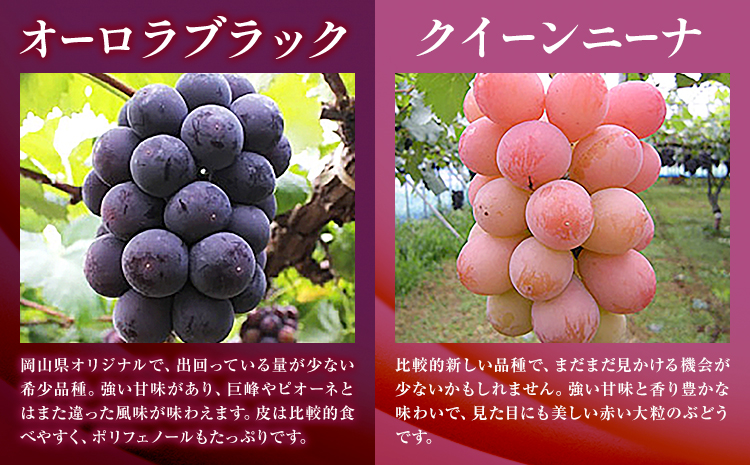 訳あり ぶどう 2種 セット 約1kg ( 2房 ) シャインマスカット ＋ ピオーネ or クイーンニーナ or オーロラブラック 株式会社日本植生グループ本社 NISSHOKU FARM《9月下旬-12月末頃出荷》ブドウ 浅口市 【配送不可地域あり】 (離島)---124_c3269_9c12m_25_13000_1kg---