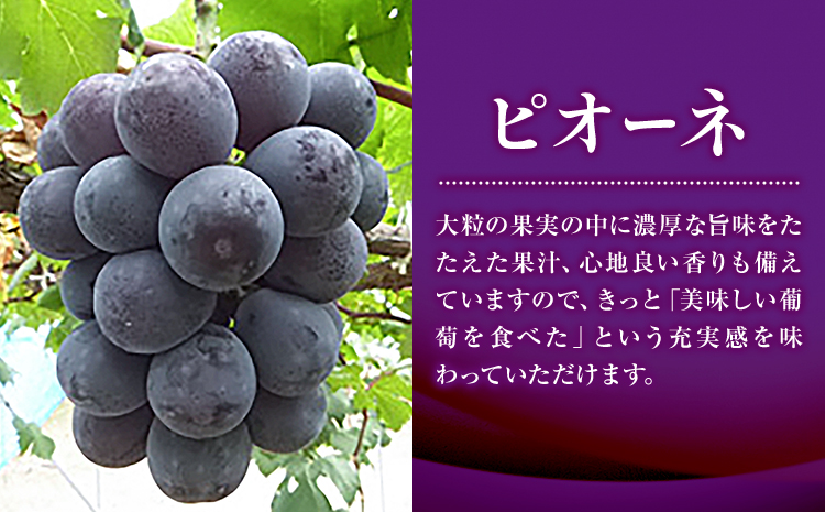 特選 大粒 ぶどう 2種 セット 約1.2kg ( 2房 ) シャインマスカット ＋ ピオーネ or クイーンニーナ 株式会社日本植生グループ本社 NISSHOKU FARM《9月下旬-12月末頃出荷》ブドウ 送料無料 岡山県 浅口市 【配送不可地域あり】 (離島)---124_c3265_9c12m_25_17500_2p---