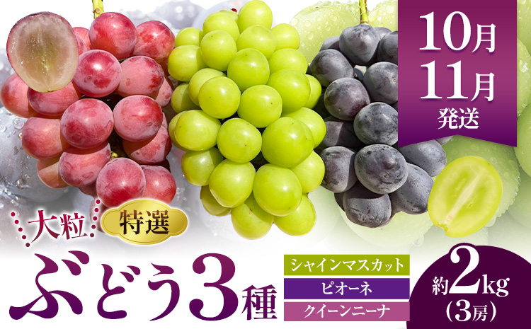 特選 大粒 ぶどう 詰め合わせ定期便 3回 3ヶ月定期便 シャインマスカット ピオーネ クイーンニーナ 株式会社日本植生グループ本社 NISSHOKU FARM《10月上旬-12月末頃出荷》ブドウ 送料無料 岡山県 浅口市 【配送不可地域あり】 (離島)---124_c3270tei_10a12m_25_80000_3i---