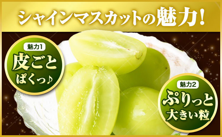 【アフター保証付】【2026年先行予約】シャインマスカット 厳選 訳ありシャインマスカット 約 650g 《2026年 9月上旬-11月上旬頃に出荷》マスカット 送料無料 岡山県 浅口市 ぶどう フルーツ 果物---124_c2401_9a11a_25_8500_1p---