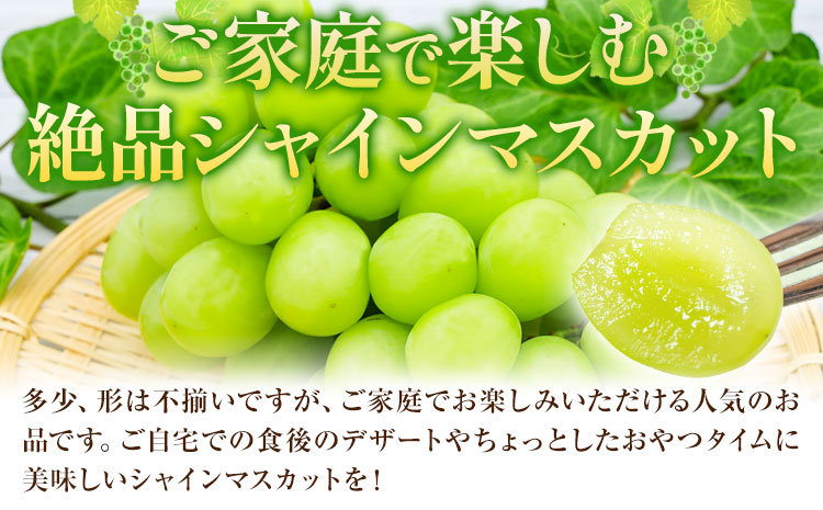 【先行予約】ご家庭用 岡山県産 シャインマスカット 約1.2kg ( 2-3房 ) クール便 晴れの国 おかやま館 (つむぐ株式会社) 《9月上旬-10月下旬頃出荷》岡山県 浅口市 マスカット ぶどう 葡萄 果物 フルーツ 送料無料【配送不可地域あり】（離島）---124_c2194_9a10c_25_16500_1200g---