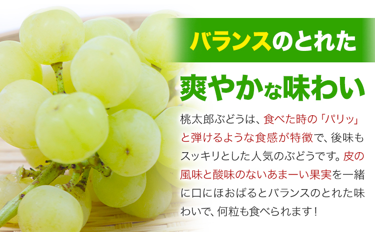 【先行予約】岡山県産 桃太郎ぶどう 約1.3kg 2-3房 《9月上旬-9月下旬頃出荷》晴れの国 おかやま館(フルーツランド岡山) 岡山県 浅口市 フルーツ 果物 青果 旬 葡萄 ぶどう【配送不可地域あり】（離島）---124_c2180_9a9c_25_24000_1300g---