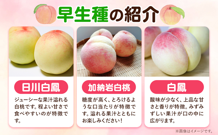 【先行予約】ご家庭用 岡山の白桃 早生種 約1.3kg 晴れの国 おかやま館(つむぐ株式会社) 《6月下旬-7月中旬頃出荷》岡山県 浅口市 白桃 桃 もも 果物 フルーツ 送料無料【配送不可地域あり】（離島）---124_2189_6c7b_25_15500_1300g---