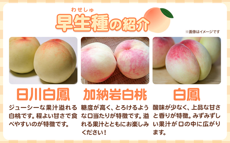 【先行予約】 岡山の白桃 早生種 3玉 約840g 晴れの国 おかやま館(つむぐ株式会社) 《6月下旬-7月中旬頃出荷》岡山県 浅口市 フルーツ モモ 果物 青果 旬【配送不可地域あり】（離島）---124_2188_6c7b_25_16000_3tama---