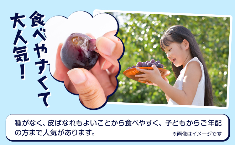 【先行予約】岡山県産 ピオーネ 2房 約500ｇ×2 晴れの国 おかやま館(フルーツランド岡山)《7月中旬-8月下旬頃出荷》岡山県 浅口市 マスカット ぶどう 葡萄 果物 フルーツ 送料無料【配送不可地域あり】---124_c2183_7b8c_25_21000_2p---