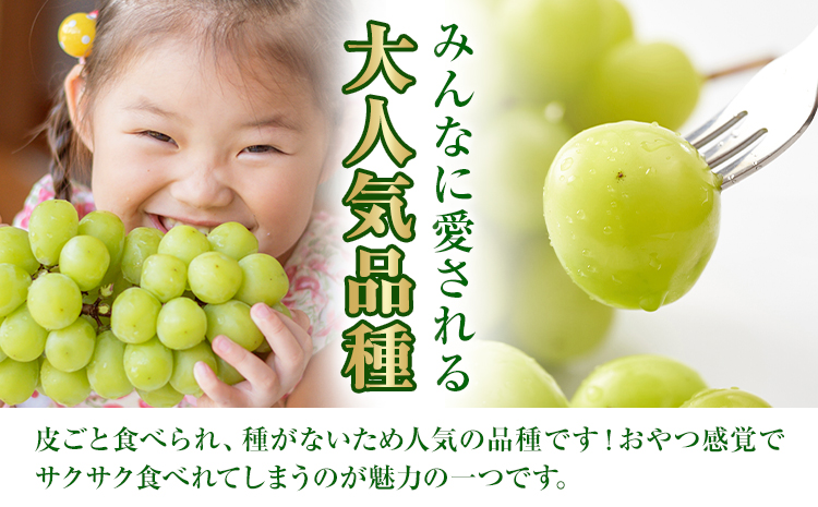 【先行予約】岡山県産 シャインマスカット 約500g ( 1房 )  クール便 晴れの国 おかやま館(フルーツランド岡山) 《8月下旬-9月下旬頃出荷》岡山県 浅口市【配送不可地域あり】（離島）---124_c2181_8c9c_25_14000_500g---