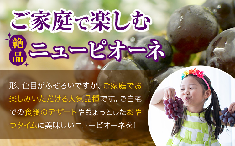 【先行予約】ご家庭用 岡山県産 ニューピオーネ 約1.2kg 2-3房 晴れの国 おかやま館(つむぐ株式会社)《8月下旬-10月上旬頃出荷》岡山県 浅口市  ぶどう 葡萄 果物 フルーツ 送料無料【配送不可地域あり】（離島）---124_c2192_8c10a_25_16000_1200g---