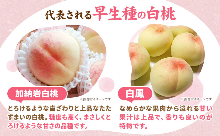 【先行予約】岡山県産 白桃 3玉（約800g） クール便 晴れの国 おかやま館(フルーツランド岡山) 《7月中旬-7月下旬頃出荷》岡山県 浅口市 白桃 桃【配送不可地域あり】（離島）---124_c2176_7b7c_25_16000_3p---