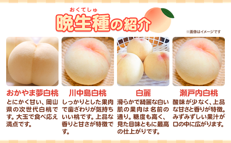 【先行予約】岡山の白桃 晩生種 大玉3玉 約900g 晴れの国 おかやま館(つむぐ株式会社) 《7月下旬-8月下旬頃出荷》岡山県 浅口市 フルーツ モモ 果物 青果 旬【配送不可地域あり】（離島）---124_2190_7c8c_25_16000_3tama---