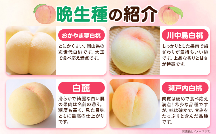 【先行予約】ご家庭用 岡山の白桃 晩生種 約1.5kg 晴れの国 おかやま館(つむぐ株式会社) 《8月上旬-8月下旬頃出荷》岡山県 浅口市 白桃 桃 もも 果物 フルーツ 送料無料【配送不可地域あり】（離島）---124_2191_8a8c_25_17000_1500g---