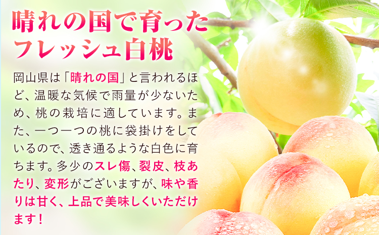 【2026年先行予約】訳あり 白桃 桃 1.3kg ハレノフルーツ （犬塚農園） 《2026年6月末-8月中旬頃出荷》岡山県 浅口市 フルーツ モモ 果物 青果 旬 おかやま夢白桃 白麗 白鳳 清水白桃 なつごころ 加納岩白桃 ご家庭用【配送不可地域あり】（北海道・沖縄・離島）---124_c2520_6m8b_25_17500_1300g---