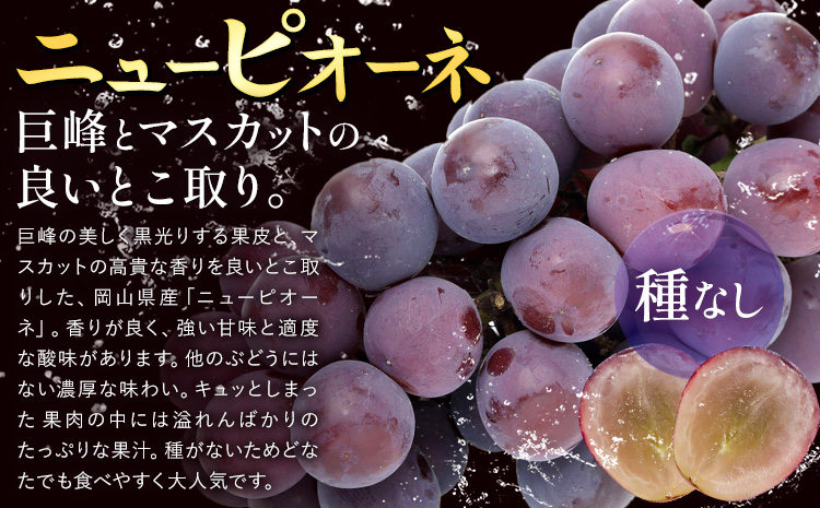 【2026年先行予約】ぶどう ニューピオーネ ご家庭用 約 1.8kg 3～5房《2026年8月上旬-9月中旬頃出荷》株式会社fruceed ぶどう 送料無料 岡山県 浅口市 ぶどう フルーツ 果物 くだもの ピオーネ 家庭用---124_c2005_8a9b_25_14500_1800g---st-p