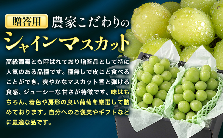 【2026年先行予約】ぶどう シャインマスカット 贈答用 農家こだわりの シャインマスカット 2房  約1kg 《9月中旬-10月下旬頃出荷(土日祝除く)》 Nini farm マスカット 送料無料 岡山県 浅口市 フルーツ 果物 贈り物 国産 岡山県産 くだもの 果物 青果物---124_c2255_9b10c_25_16500_1kg---
