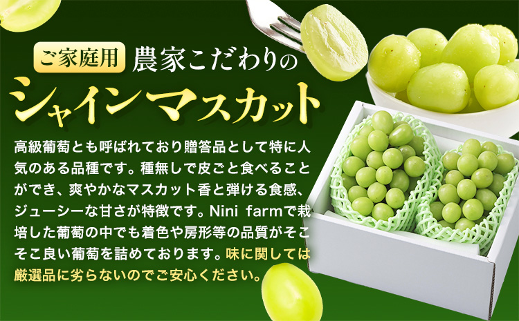【2026年先行予約】ぶどう シャインマスカット ご家庭用 農家こだわりの シャインマスカット 2房  約1.2kg 《9月中旬-10月下旬頃出荷(土日祝除く)》 Nini farm マスカット 送料無料 岡山県 浅口市 フルーツ 果物 贈り物 国産 岡山県産 くだもの 果物 青果物---124_c2253_9b10c_25_15000_1200g---