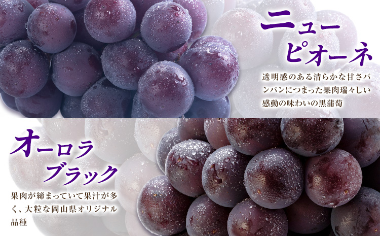 【先行予約】ぶどう ご家庭用 旬 の ぶどう 2種セット おまかせ2種 合計約2kg たけまさぶどう園 《8月中旬-10月中旬頃出荷》岡山県 浅口市 フルーツ デザート おやつ マスカット ぶどう 果物 国産 【配送不可地域あり】（離島）---124_c2013_8b10b_25_27000_2---