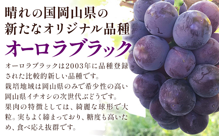 【先行予約】ニューピオーネ 1房 オーロラブラック 1房 500g 前後 たけまさぶどう園 《8月中旬-9月中旬頃出荷》岡山県 浅口市 フルーツ デザート おやつ ぶどう 果物 国産 岡山県産 くだもの 青果物 送料無料【配送不可地域あり】（離島）---124_c2014_8b9b_25_20000_1---