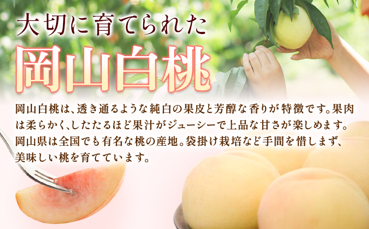 【先行予約】桃 岡山白桃 1.4kg 株式会社藍《2026年7月中旬-7月末頃出荷》 岡山県 浅口市 岡山県産 もも フルーツ 果物 くだもの 白桃 送料無料---124_c1985_7b7m_25_17000_1400g---