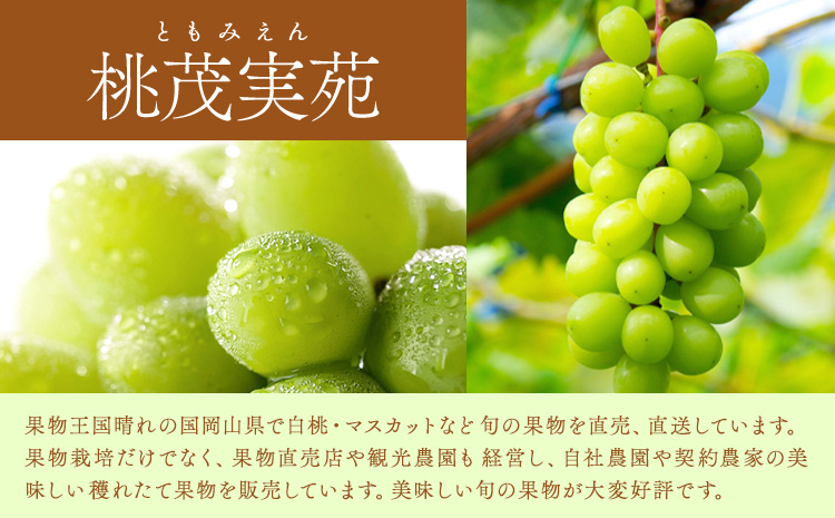【先行予約】シャイン マスカット 晴王 2房（1房550g以上）マスカット ブドウ 葡萄 岡山県産 国産 フルーツ 果物 ギフト 桃茂實苑《7月上旬-8月中旬頃出荷》岡山県 浅口市 フルーツ ぶどう 果物 青果 旬 葡萄 国産 岡山県産【配送不可地域あり】---124_c2130_7a8b_25_49000_2p---
