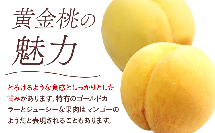【先行予約】黄金桃 1.5kg 5～6玉 もも モモ 岡山 国産 フルーツ 果物 ギフト 桃茂實苑《8月中旬-9月上旬頃出荷》岡山県 浅口市 フルーツ 桃 果物 青果【配送不可地域あり】---124_c2132_8b9a_25_26000_1500g---