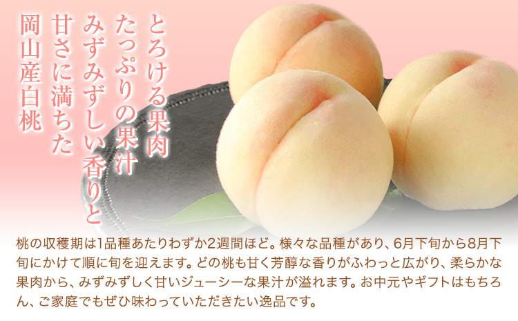 【先行予約】清水白桃 約900g もも モモ 岡山 国産 フルーツ 果物 桃茂實苑《7月中旬-8月上旬頃出荷》岡山県 浅口市 フルーツ モモ 果物 青果 旬 白桃 国産 岡山県産【配送不可地域あり】---124_c2134_7b8a_25_30000_900g---