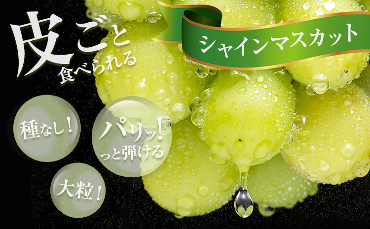 【先行予約】シャインマスカット ＆ ニューピオーネ 各１房 計約1.2kg《9月中旬-10月上旬頃出荷》テレビせとうち株式会社 冷蔵 果物 ブドウ 送料無料 岡山県 浅口市 シャインマスカット【配送不可地域あり】---124_c2524_9b10a_25_20000_2p---