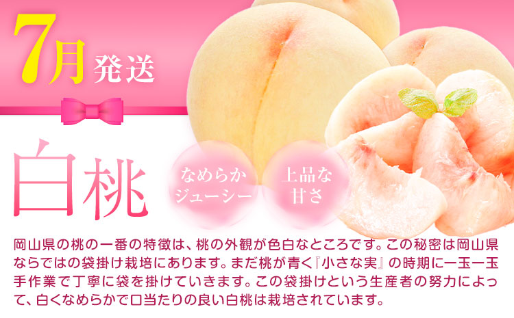 【先行予約】岡山県産 厳選 フルーツ 定期便 2回 白桃 ニューピオーネ 計2.15kg前後 株式会社藍《2026年7月上旬-9月末頃出荷》 岡山県 浅口市 岡山県産 白桃 桃 ニューピオーネ 種無し 旬 フルーツ 果物 くだもの 送料無料 【配送不可地域あり】---124_c1990_7a9m_25_27500_jul2_tei---