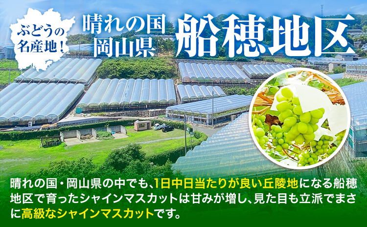 【2026年先行予約受付】最高級 シャインマスカット ぶどう 船穂赤秀 2房 1.2kg《2026年9月上旬-10月末頃出荷(土日祝除く)》ハレノフルーツ マスカット 送料無料 岡山県 浅口市 フルーツ 果物 贈り物 ギフト 国産 岡山県産【配送不可地域あり】（北海道・沖縄・離島）---124_c1966_9a10m_25_38500_1200g---