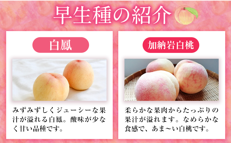 【令和7年度先行予約】岡山県産 白桃 (早生種) 約1.3kg  晴れの国 おかやま館(漂流岡山)《2026年7月上旬-７月下旬頃出荷》【配送不可地域あり】（離島）---124_c2187_7a7c_25_17500_1300g---