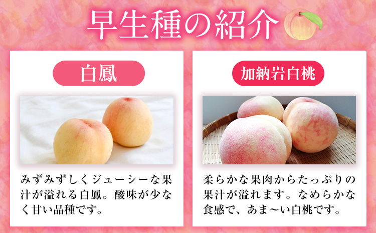 【令和7年度先行予約】岡山県産 白桃 (早生種) 約900g  晴れの国 おかやま館(漂流岡山)《2026年7月上旬-７月下旬頃出荷》【配送不可地域あり】（離島）---124_c2184_7a7c_25_16000_900g---