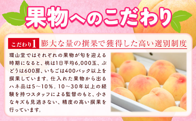 【2026年先行予約】秋の ニューピオーネ 1房 約600g 環山堂株式会社《2026年8月下旬-9月下旬頃出荷》ぶどう  ピオーネ フルーツ 果物 ---124_c2267_8c9c_25_12000_30---