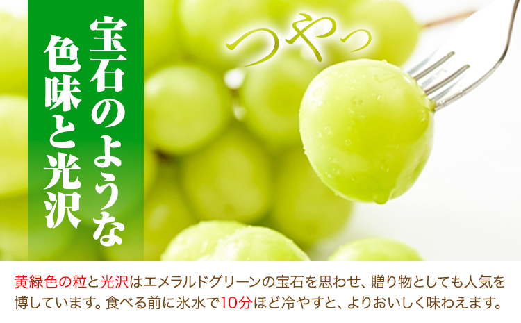岡山県産 シャインマスカット (家庭用) 2～3房(約1.2kg)《9月中旬-11月中旬頃出荷(土日祝除く)》テレビせとうち株式会社 冷蔵 果物 ブドウ 送料無料 岡山県 浅口市 シャインマスカット---124_c2522_9b11b_25_16500_1200g---|シャインマスカットシャインマスカットシャインマスカット