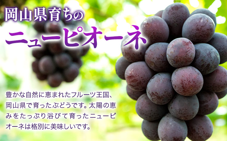【2026年先行予約】ニューピオーネ 1房480ｇ以上  2房 化粧箱入り 株式会社山博(中本青果)《2026年8月下旬-10月上旬頃出荷》【配送不可地域あり】（北海道・沖縄・離島）---124_c1856_8c10a_25_15500_1kg---