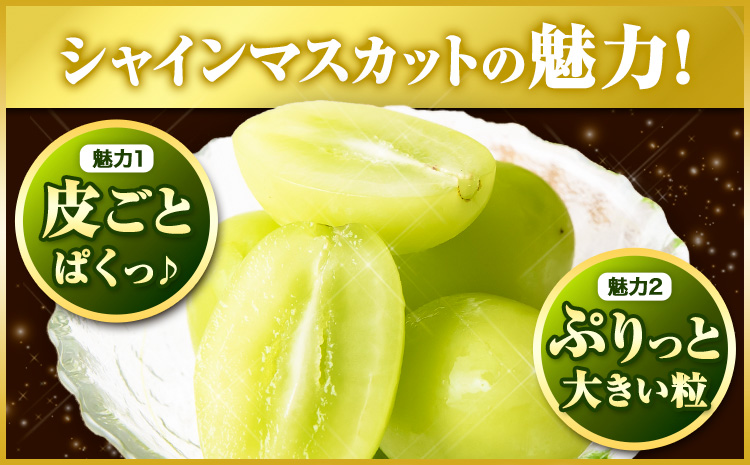 【2026年先行予約】厳選 シャインマスカット 訳あり シャインマスカット 約 1.3kg 2房《2026年 9月上旬-11月上旬頃に出荷》 マスカット ぶどう フルーツ マスカット シャインマスカット |シャインマスカットシャインマスカット シャインマスカット シャインマスカット シャインマスカットシャインマスカット シャインマスカット シャインマスカット シャインマスカット シャインマスカット  ---124_c2402_9a11a_25_13500_2p---