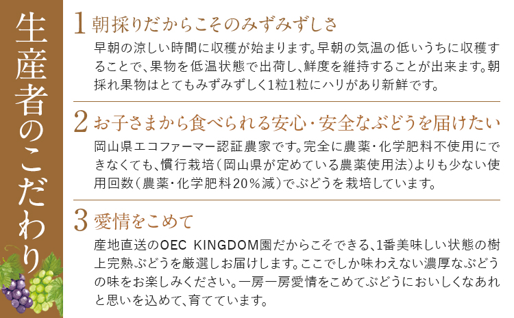 ご家庭用 シャインマスカット 2房 (合計1kg以上) OEC KINGDOMぶどう家《8月下旬-10月上旬頃出荷》岡山県 浅口市 ぶどう 果物 訳あり【配送不可地域あり】（離島）---124_c3256_8c10a_25_12500_1kg---