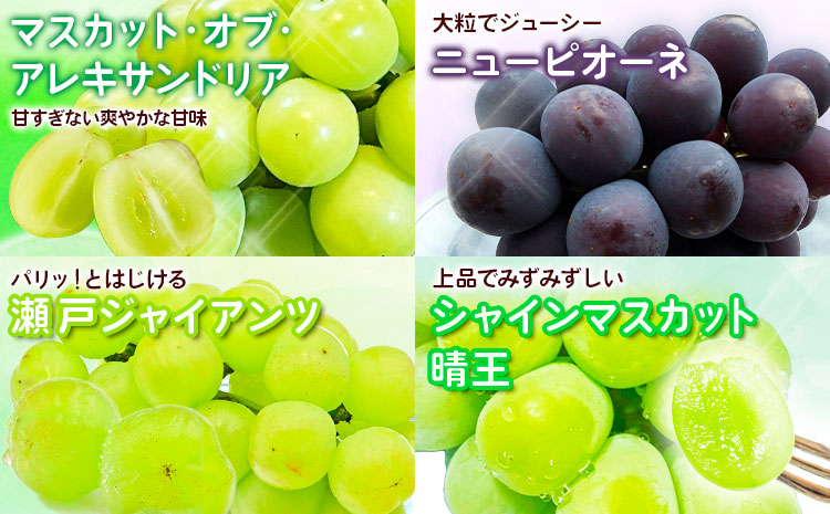 【2026年先行予約】定期便5回 マスカット・オブ・アレキサンドリア 白桃 ニューピオーネ 瀬戸ジャイアンツ 晴王 梨 《2026年7月上旬から11月下旬出荷》【配送不可地域あり】（北海道・沖縄・離島）---124_c1867_7a11c_25_112500_tei---