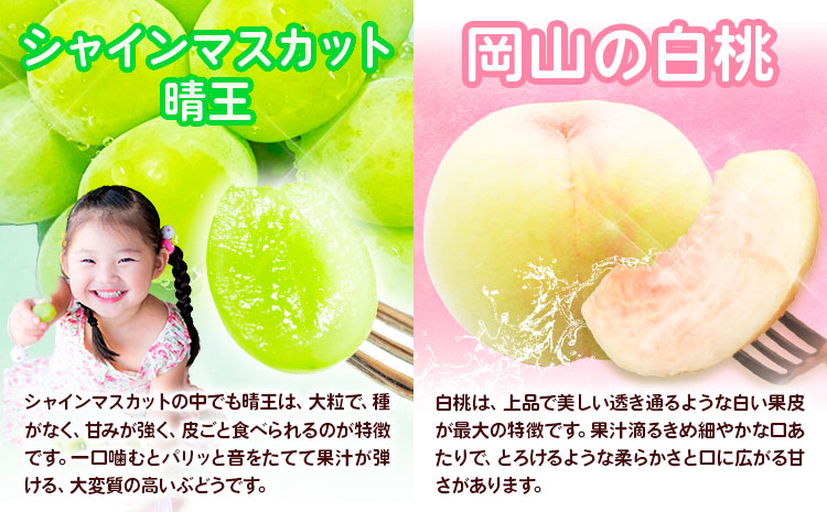 【2026年先行予約】定期便3回コース(隔月)  岡山の白桃8玉 シャインマスカット 晴王 2房 あたご梨 《2026年7月上旬から11月下旬出荷》【配送不可地域あり】（北海道・沖縄・離島）---124_c1877_7a11c_25_82500_tei---