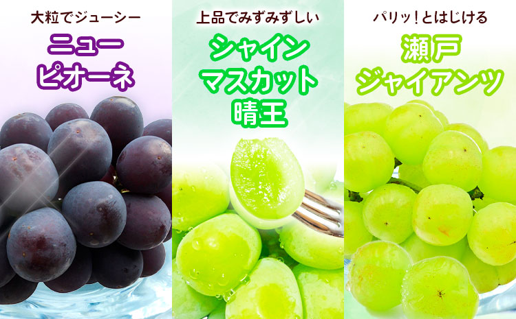 【先行予約】定期便4回 岡山のフルーツ ニューピオーネ 瀬戸ジャイアンツ シャインマスカット 晴王 紫苑 あたご梨 株式会社山博（中本青果）【配送不可地域あり】（北海道・沖縄・離島）｜フルーツ フルーツ フルーツ フルーツ フルーツ フルーツ フルーツ フルーツ フルーツ フルーツ フルーツ フルーツ フルーツ フルーツ フルーツ フルーツ フルーツ フルーツ---124_c1891_9a12c_25_88000_tei---