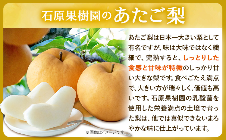 【2026年先行予約】あたご梨 計4kg（3～9玉） 家庭用  箱 石原果樹園 《2026年11月中旬-12月下旬頃より発送予定》 梨 なし 果物 フルーツ くだもの あたご---124_3196_11b12c_25_20000_4kg---